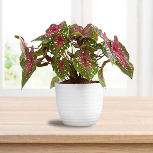 Wave White Planter (Set of 4) - Image 2