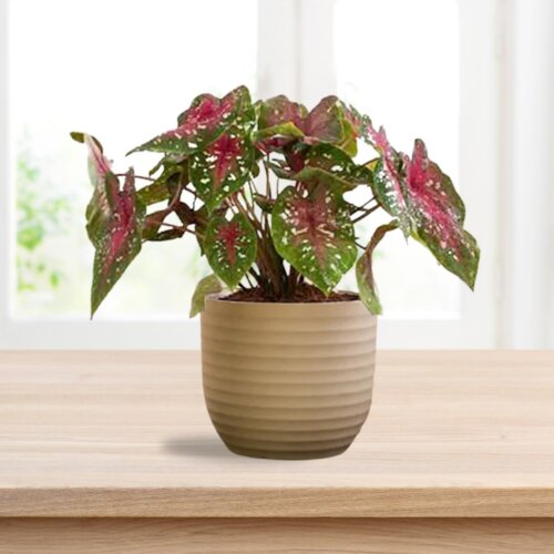Wave Mocha Planter (Set of 4) - Image 2