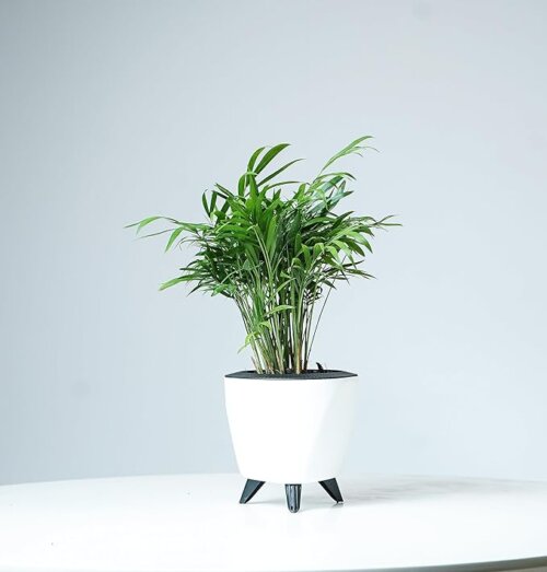 Lagos White (Set of 3) - Image 3